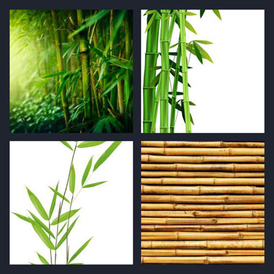  Bamboo 