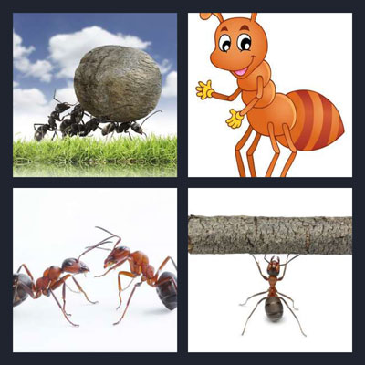  Ant 
