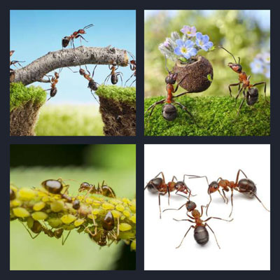  Ants 