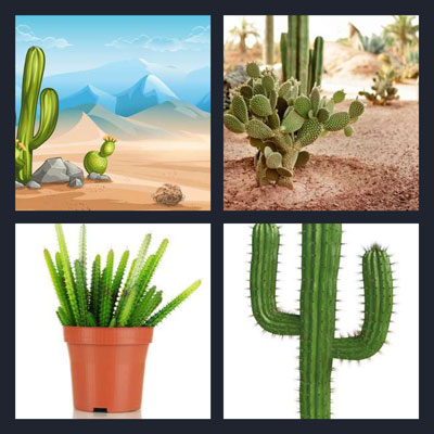 Cactus 
