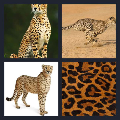  Cheetah 