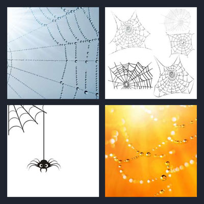  Cobweb 