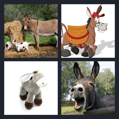  Donkey 