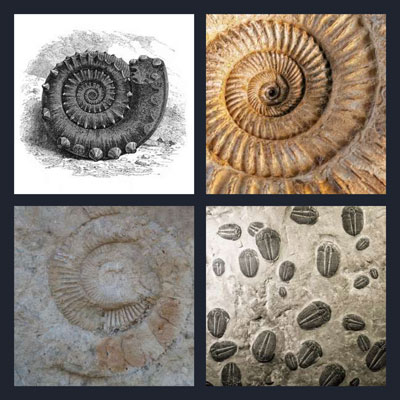  Fossil 