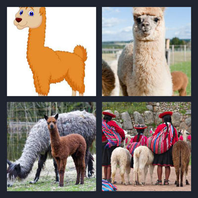  Llama 