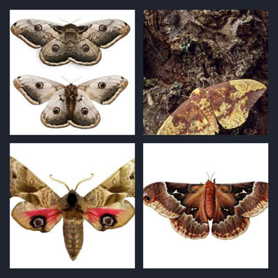  Moth 