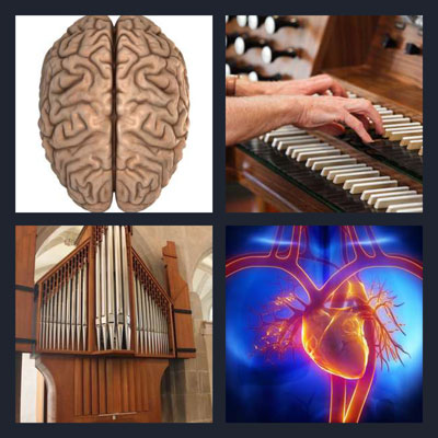  Organ 