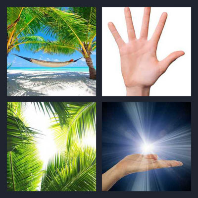  Palm 