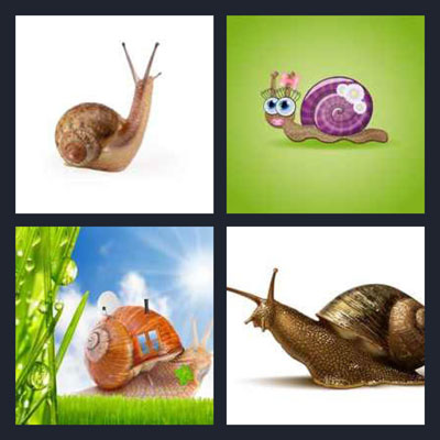  Snail 