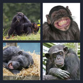  Chimp 