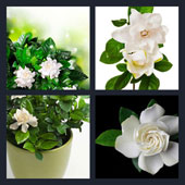  Gardenia 