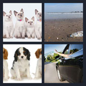  Litter 