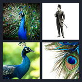  Peacock 