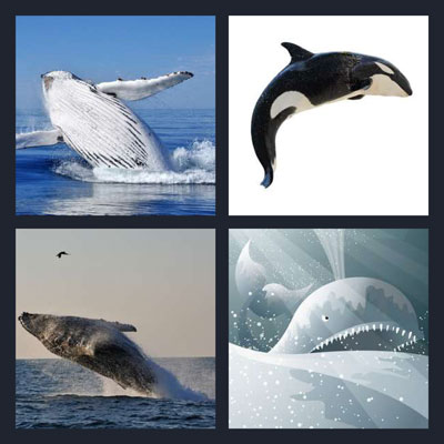  Whale 